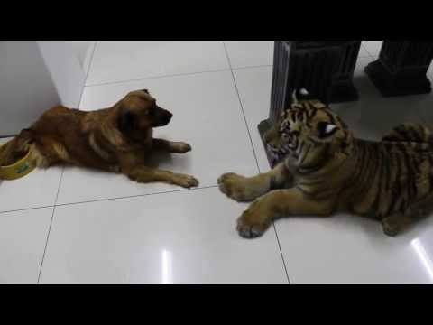 New dog ,silly tiger ,clumsy move , sory