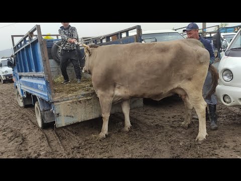 Видео: Жессика Ланж Марк Жейкобсын нүүр царай болжээ