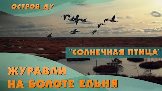 Болото Ельня Беларусь: миграция серых журавлей, наблюдение за журавлями, экскурсии на болото Ельня