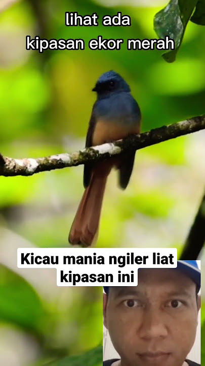 Burung Kipasan Ekor merah di alam liar #shorts #burung