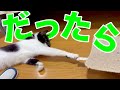 【ねこ動画】【4K60FPS】暑くてのんびりしているネコと遊びたいのに……。
