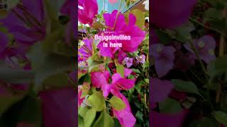 bougainvillea gardening spring plantproducts garden adayinmylife bougainvilleavarieties wow