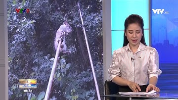 ĐỘC ĐÁO SĂN CHUỘT ĐỒNG TRÊN CÂY MÙA NƯỚC NỔI