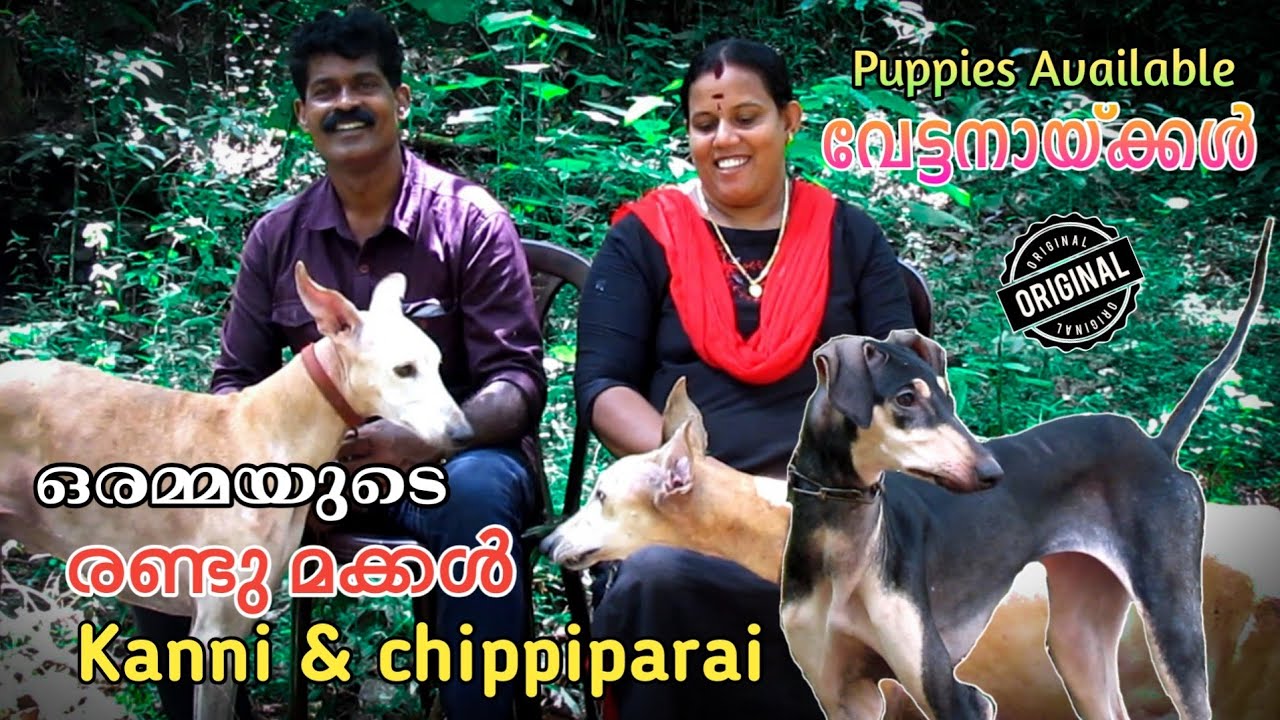 Kanni Chippiparai Dog kennel kerala kanni Chippiparai malayalam