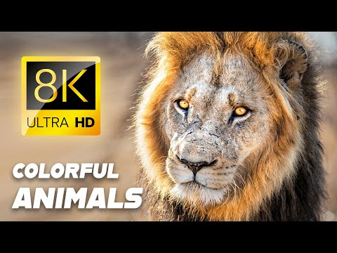 8K: THE MOST STUNNING COLORS of ANIMALS in ULTRA HD HDR