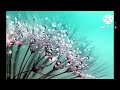 meditation music,meditation for sleep relaxing music,