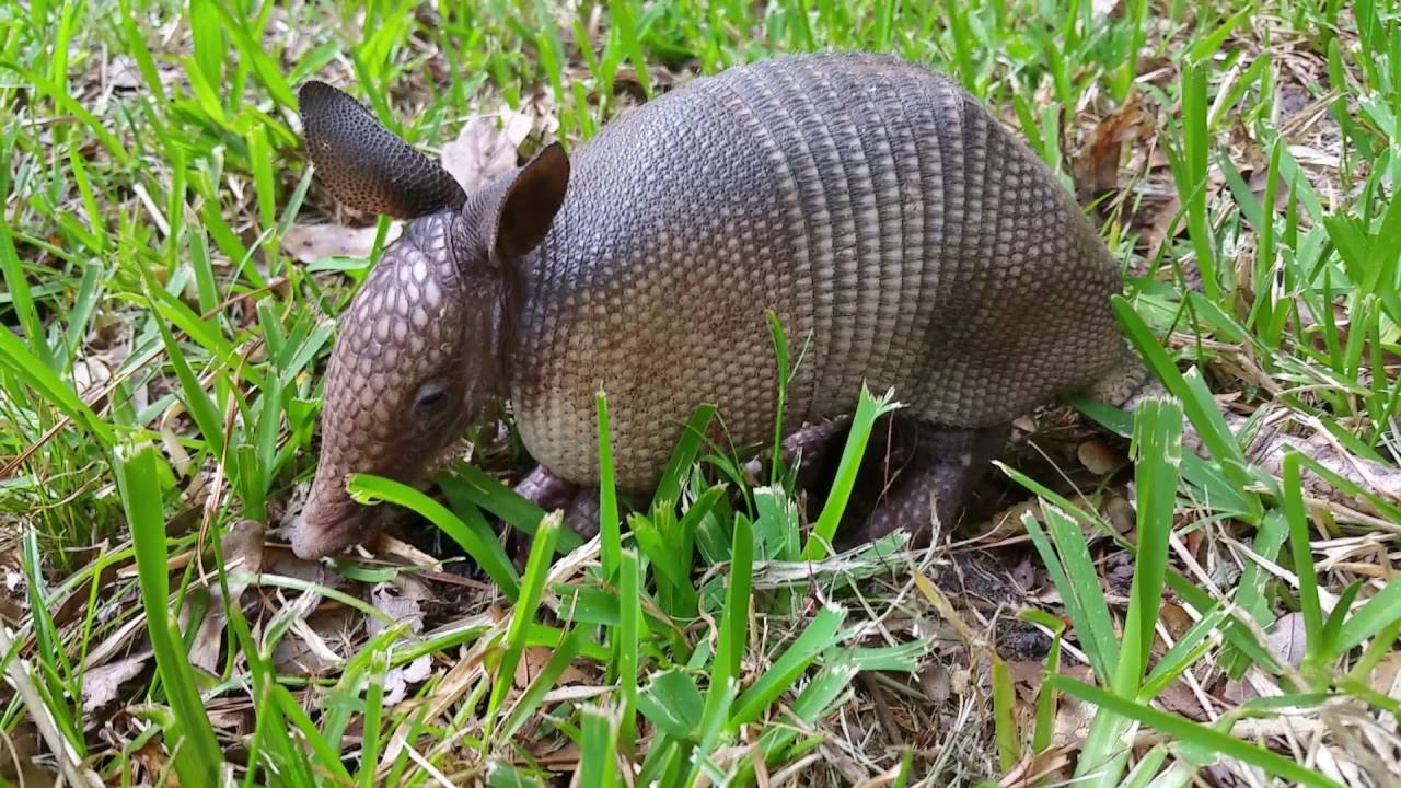 baby armadillo baby armadillo