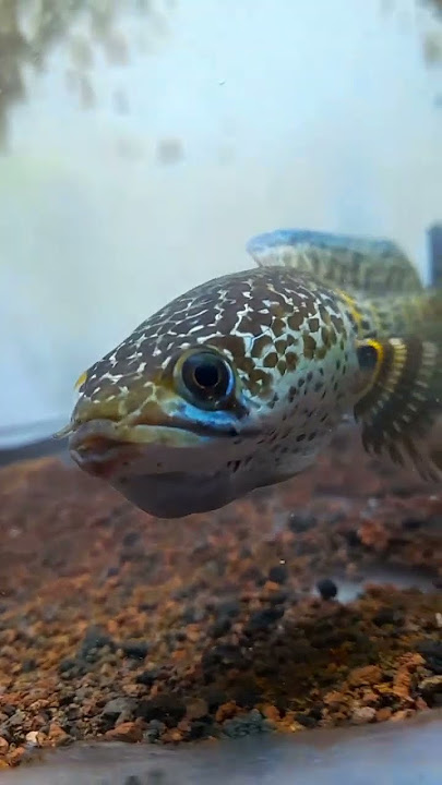 CHANNA AURANTI GONDRONG WARNA UP #youtubeshorts #shortvideo #ikan #channaasiatica #ikanpredator