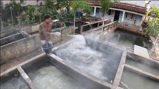 PRA QUE SERVE O CALCÁRIO NOS TAMQUES DOS PEIXES ?