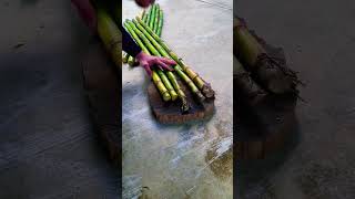The Smart Way to Cut Sugarcane Faster 😱 | Easy Farming Method 🔥