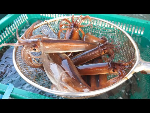 Squid Cutting Skills! Squid Sashimi, Cold Raw Fish Soup, Squid Steamed - Korean Street