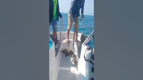 cá bóp côn đảo