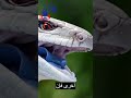 هل السقنقور يقطع ذيله حقائق غريبة مدهشة شورت 