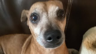 Jake the dog pt 4