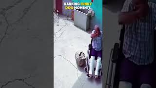 Try Not to Laugh: Funny Dog Ranking 🐕🤣#shorts #funnydogs #dogvideos #fyp #funnyanimals #dogs #comedy