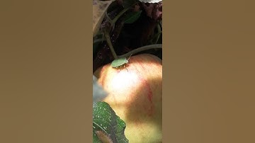 A Chilled Shield Bug.