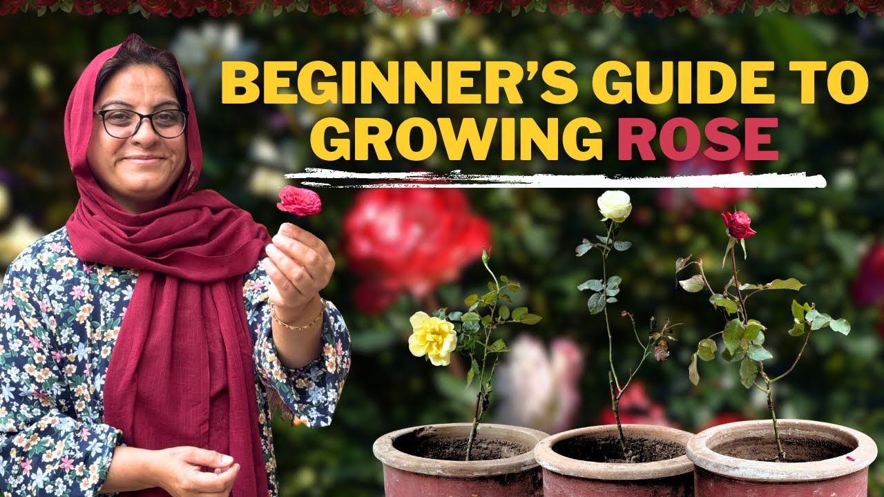 How to grow rose plant | 10 Steps