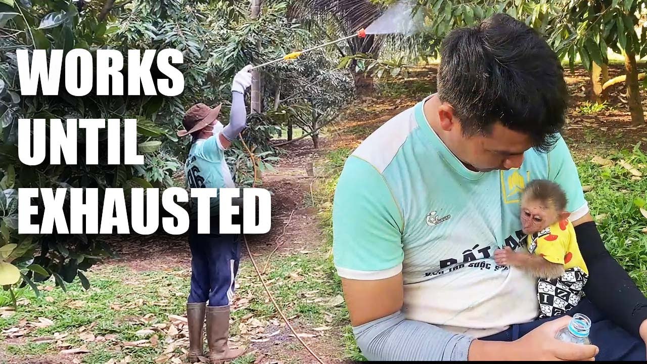 JOBI Saw Dad HUNG Was Tired, And Quietly Brought Him Water 😭 | Monkey & Human Relationship