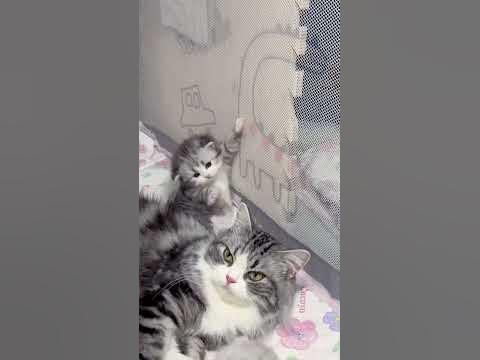 Миле кошеня🐱#shorts #catvideos #cat - YouTube