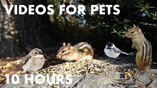 Chipmunks Filling Up Their Cheeks in the Forest  10 Hour Cat TV for Cats  Oct 09, 2023