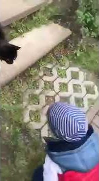 Как дела у кошечки она. Кошечка сказала заебись. Кошечка сказала зае. Спроси как у кошечки дела. Как дела у кошечки она.