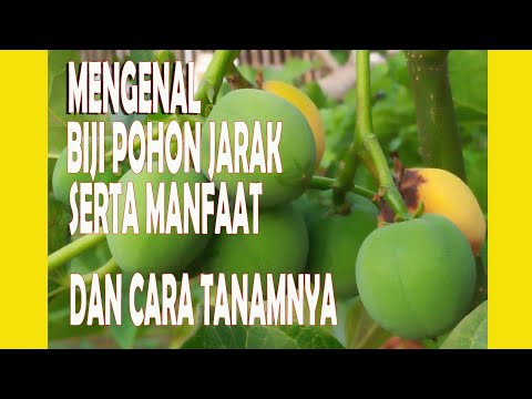 Video: Siapa yang menanam biji jarak?