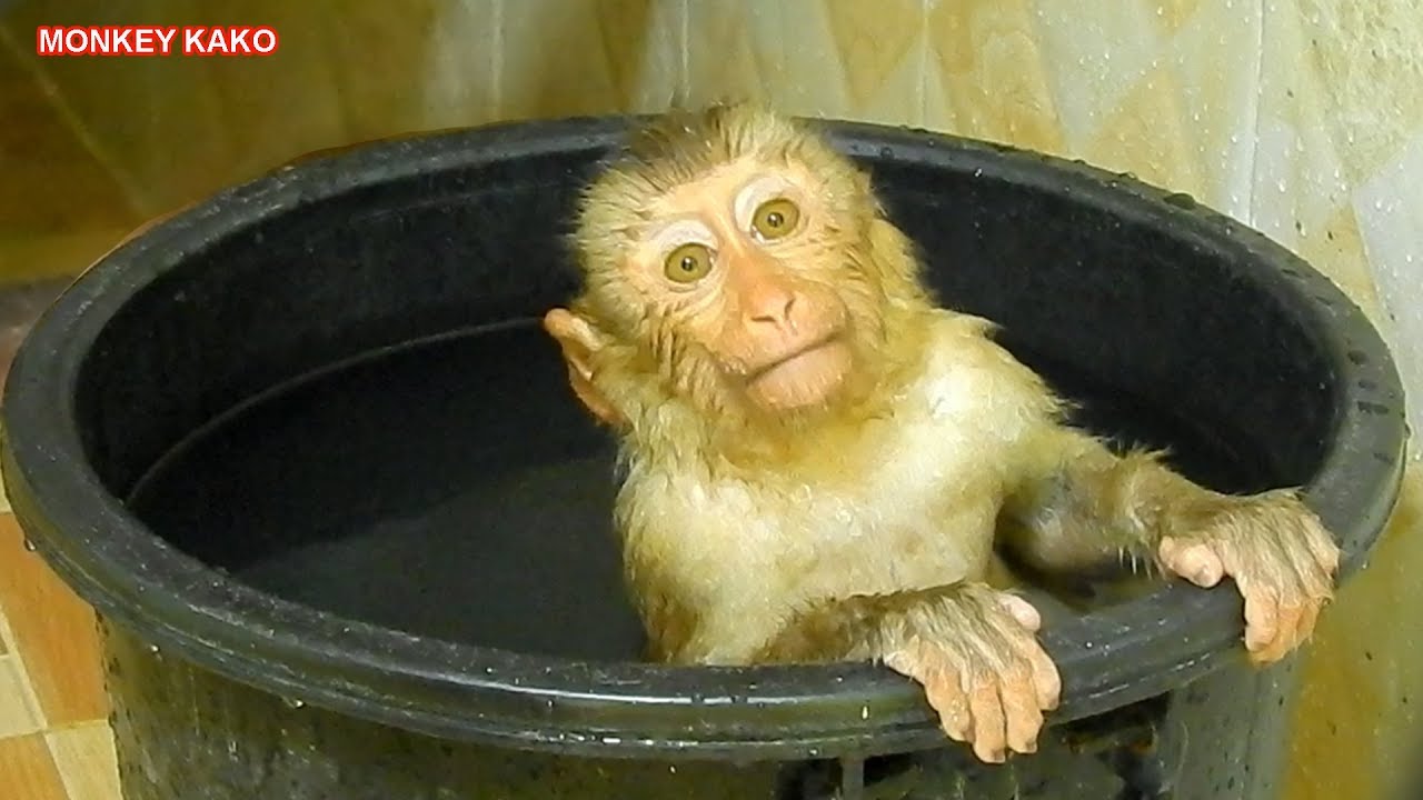 Happy Monkey!! Baby Monkey Kako Diving And Swimming With Black Pool