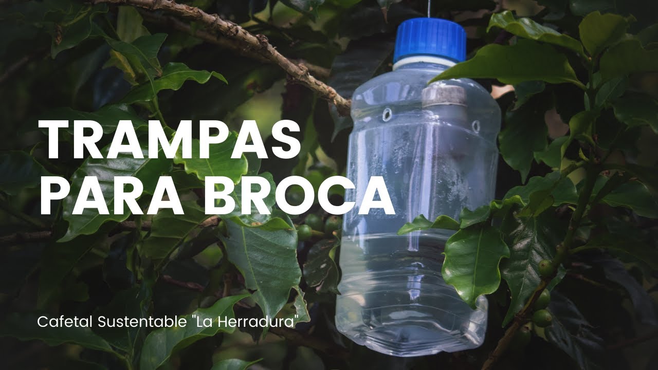 TRAMPA ECOLOGICA | BROCA DEL CAFE | CONTROL DE PLAGAS | FINCA HERRADURA