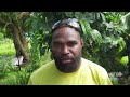 Importance of agriculture  - Tanna island | VBTC News