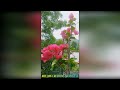 Kusum De Silva Jayakody 💚Mellow Creations💚@kumdesj #my home garden🌷🌳🍁