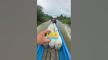 Cá lóc bông giống #cá_giống #trại_cá_giống_út_me 0909770509