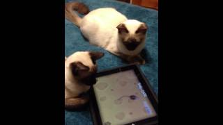 Siamese cats Autumn and Paris playing on the iPad screenshot 5