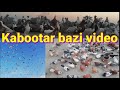 Kabootr bazi  rashid tabsam pigeons  lkb pigeons