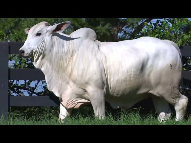 LOTE 007 - LAJA 979 - LEILÃO VIRTUAL FAZENDA NOVA GENÉTICA 2024