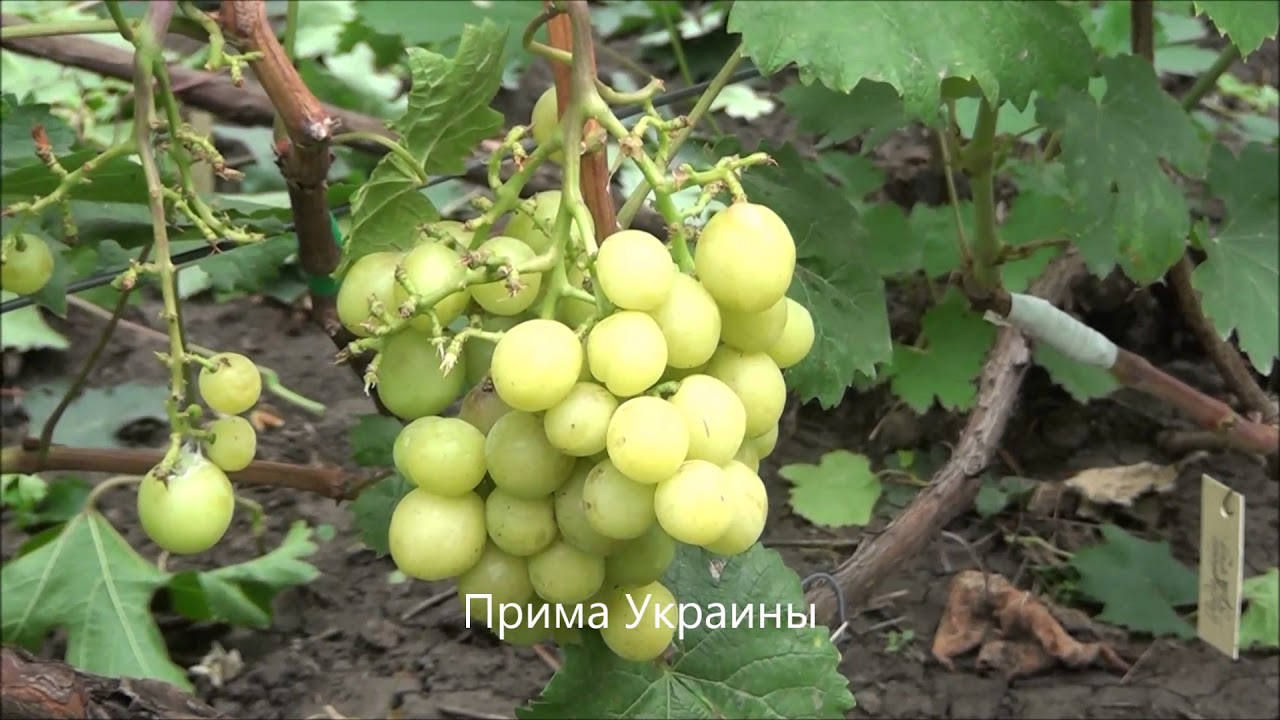 Прим :: Виноград. Предзаказ. Часть 3. От О до Я. Весна 2025 года :: Супермамки -