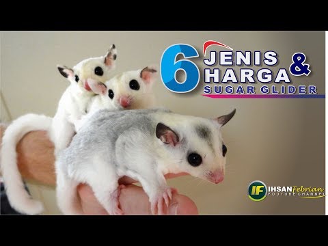 jenis-dan-harga-sugar-glider-||-type-and-price-of-sugar-glider