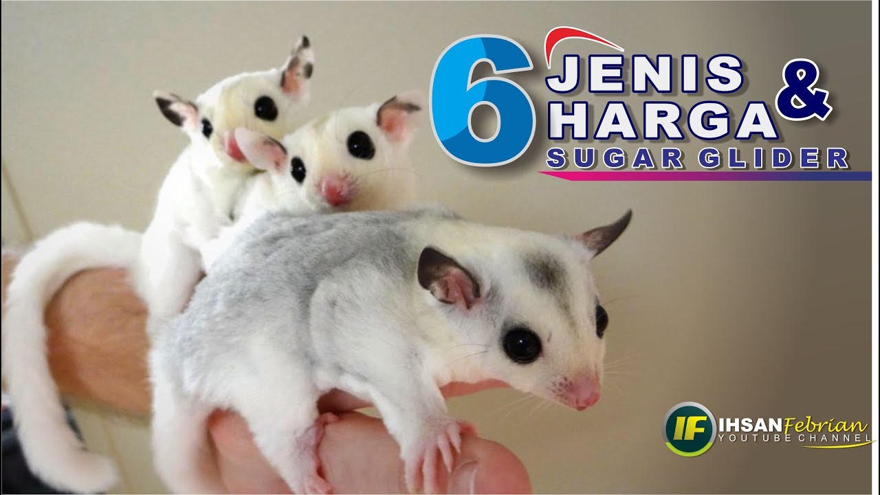 Jenis Dan Harga Sugar Glider Type And Price Of Sugar Glider Youtube