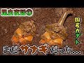 昆虫夜話⑩ 新成虫掘り出し ※国産カブトムシ