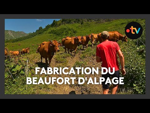 Miniature de la vidéo La fabrication du beaufort d'alpage en Savoie