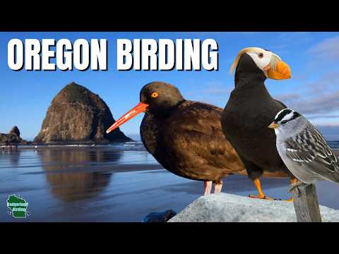 A Full Day of Birding and Exploring Coastal Oregon!