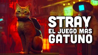 NUEVO GAMEPLAY de STRAY: ¿el juego MÁS REALISTA con un GATO de protagonista? screenshot 5