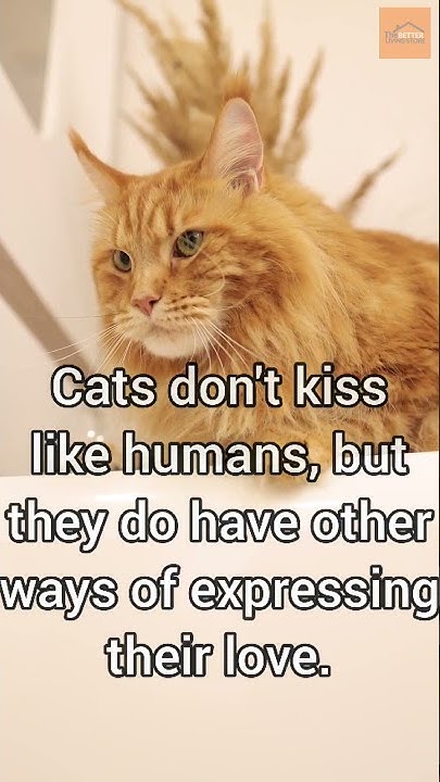 Do Cats Know Hugs And Kisses Do Cats Like Kisses? Discover The