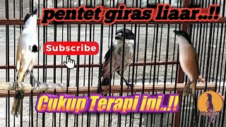 Cendet Pentet muda hutan Giras..Tips dan Perawatan nya #PART 2