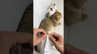 小猫咪还是不习惯这首歌！我要把这首歌设成我的手机铃声。
