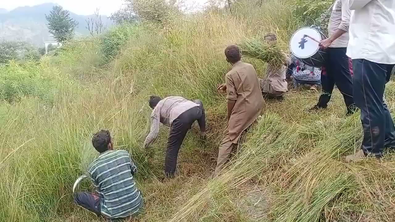 Grass Cutting in Rajouri/Poonch J&K | Assu | Laitri | Dhol Music | 