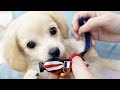 3ヵ月の子犬の誕生日にプレゼントとお散歩レッスン開始！