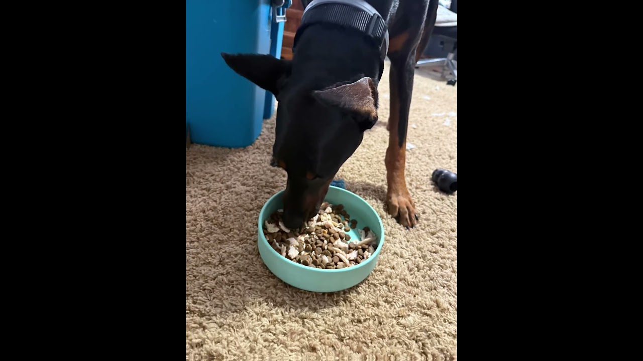 Dog food topper. Easy simple cheap and light dog food breakfast. 