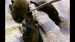 Feeding time with the Baby Pipistrelle Bats!