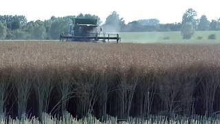 Rape harvest in Villers Pol 2017