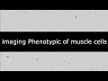 Phenotypic study of human primary skeletal muscle progenitor cells using imaging